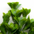 Трава искусственная -1, шт (эвкалипт лист 32 см/8 см)				 - купить в Соликамске. Цена: 169.93 руб.