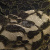 Кружевное полотно XD LACE 1-4, 80 гр/м2, шир.150см, цвет чёрный - купить в Соликамске. Цена 245.94 руб.
